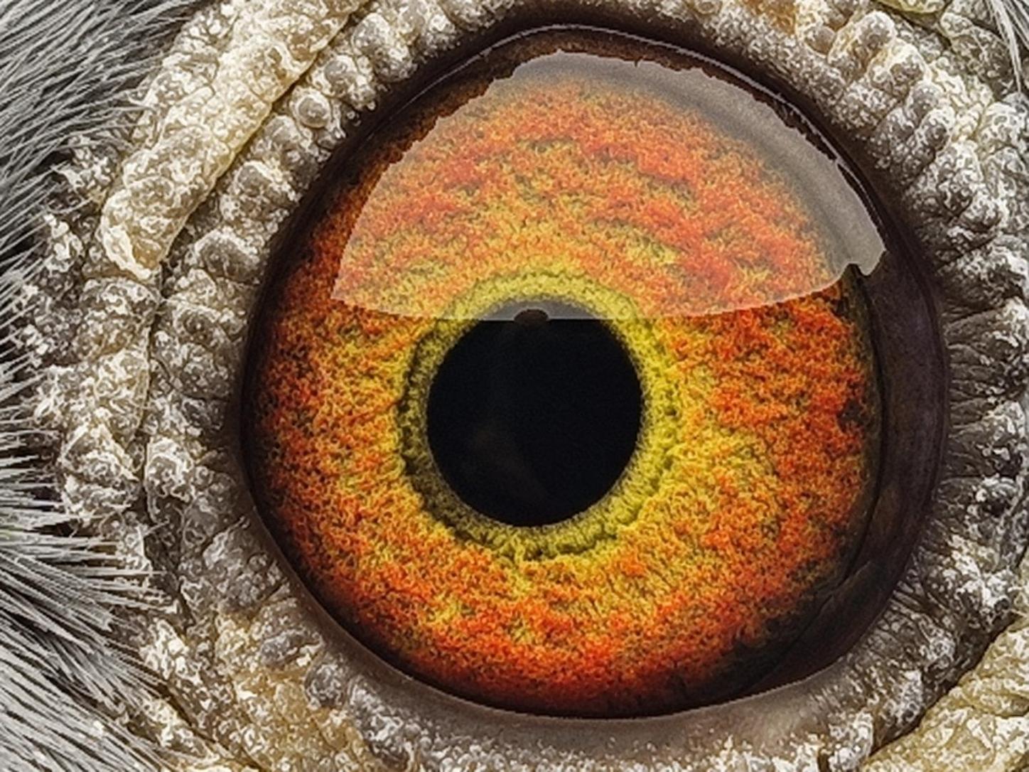 Pigeon eye